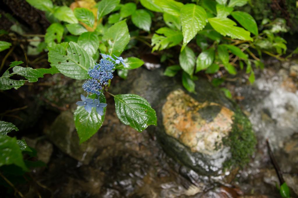 渓流の紫陽花