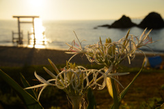 夏の浜辺