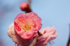 梅開花