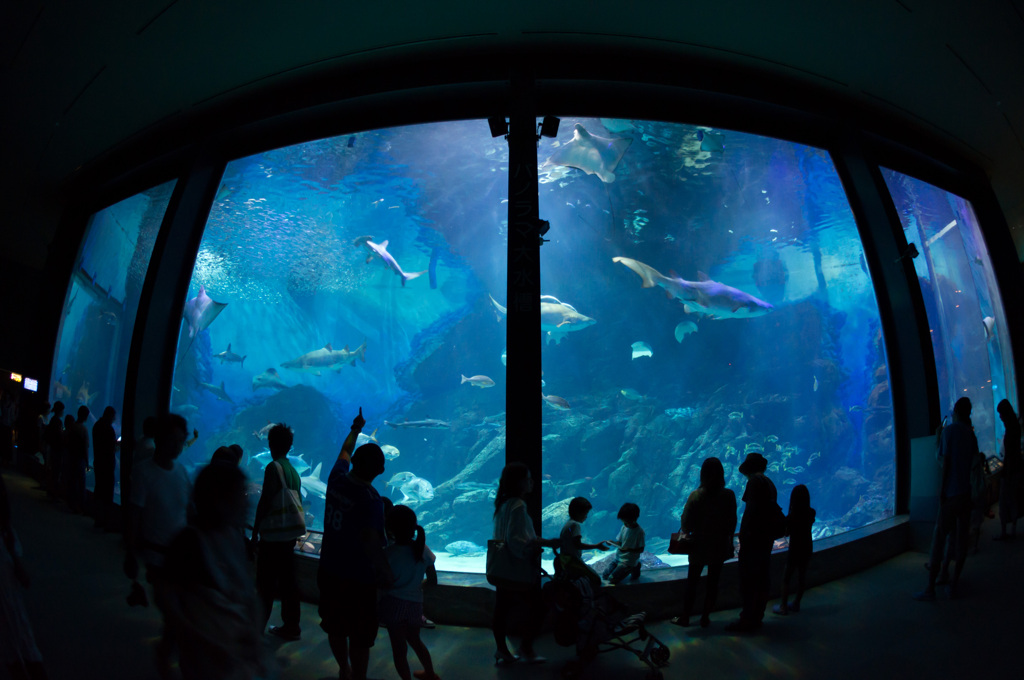 夏の水族館