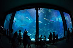 夏の水族館