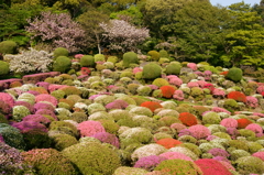 花まつりⅡ
