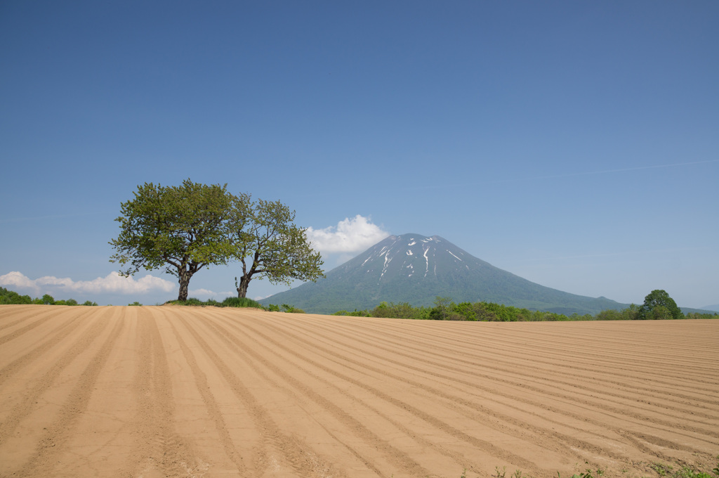 双子の桜の木と羊蹄山