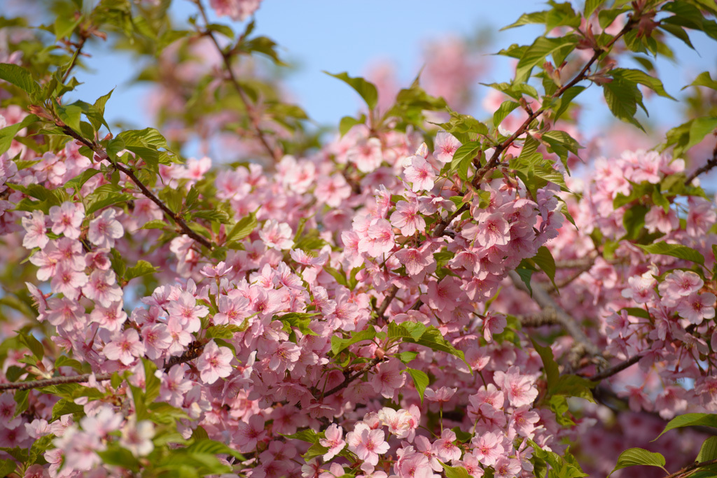 桜が咲いた