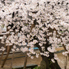 桜咲く