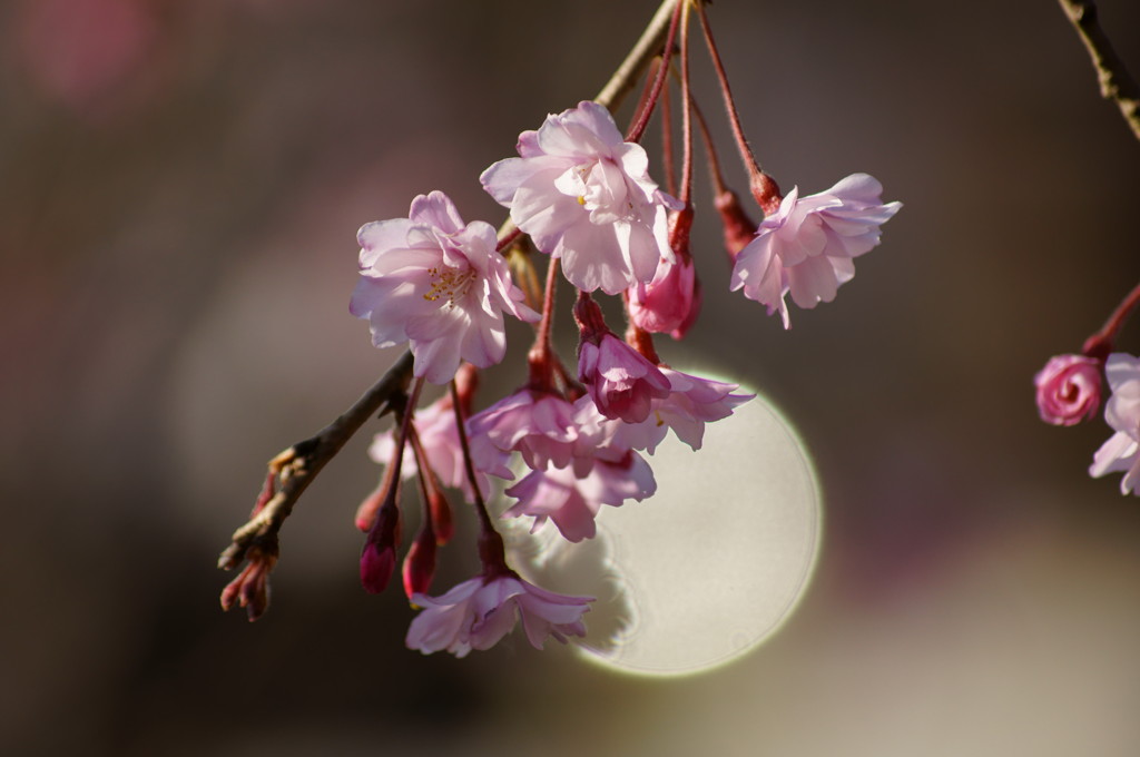 桜色