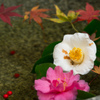 紅葉を添えて