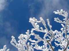 霧氷
