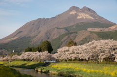 由布岳と桜