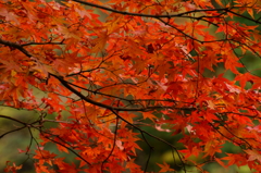 雄淵雌淵の紅葉