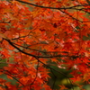 雄淵雌淵の紅葉