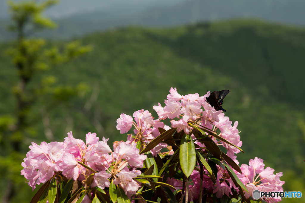 山上の花