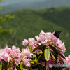 山上の花