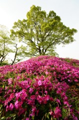 芝桜の丘
