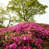 芝桜の丘