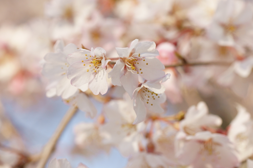 桜