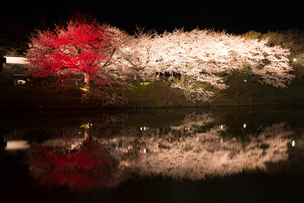 紅白桜