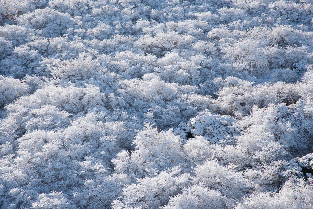 霧氷の木々