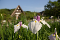 夕方の菖蒲園２