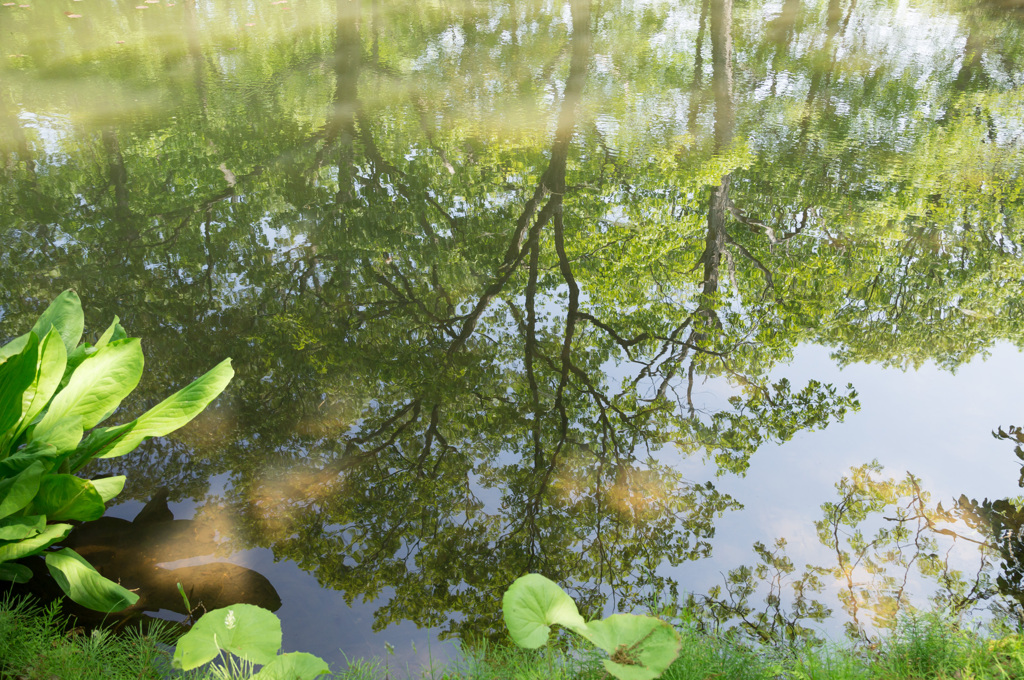 水鏡