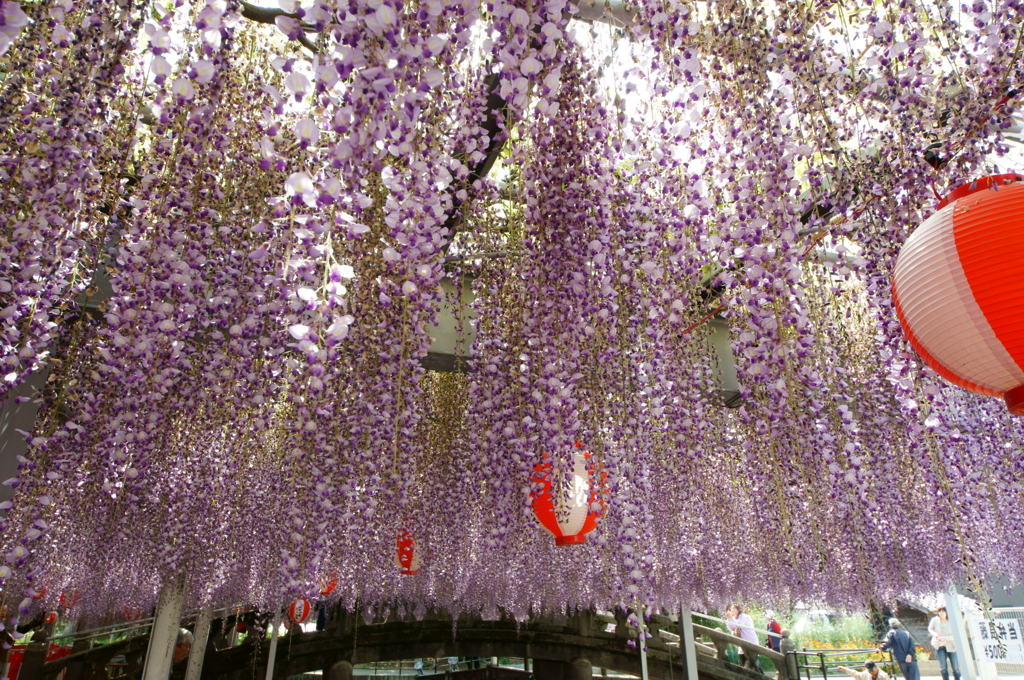 大藤祭り(昼)