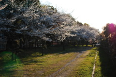 桜道