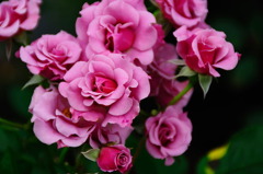 薔薇