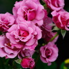薔薇