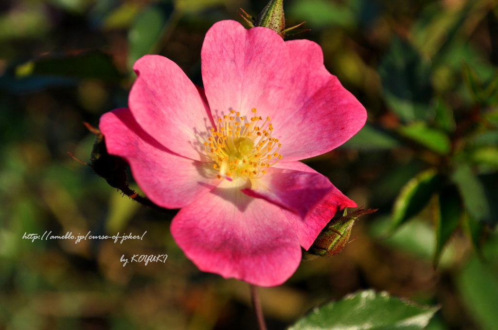 花花。