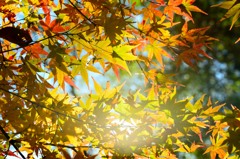 光射す秋の色