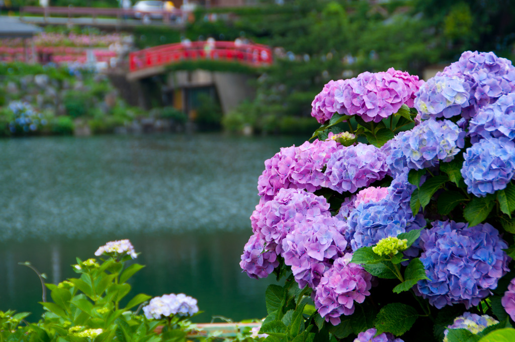 紫陽花と橋