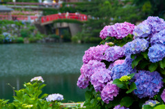 紫陽花と橋