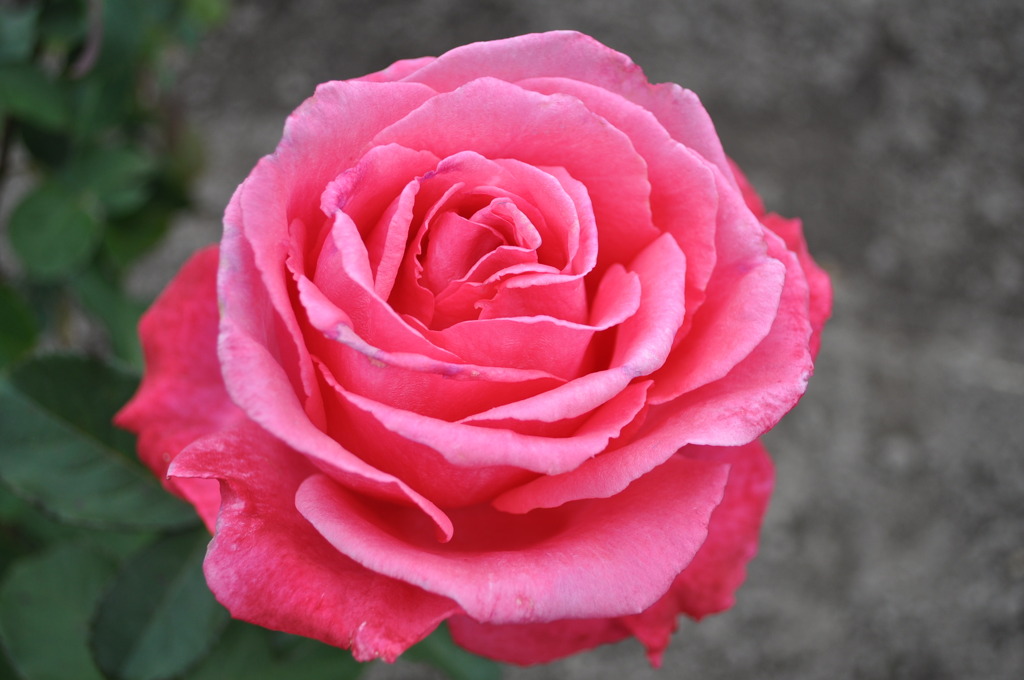 pink。