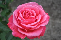 pink。