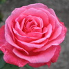 pink。