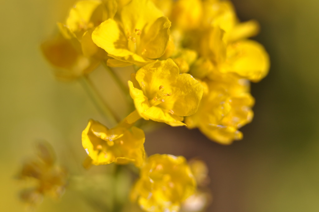 菜の花の願い。