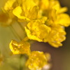 菜の花の願い。