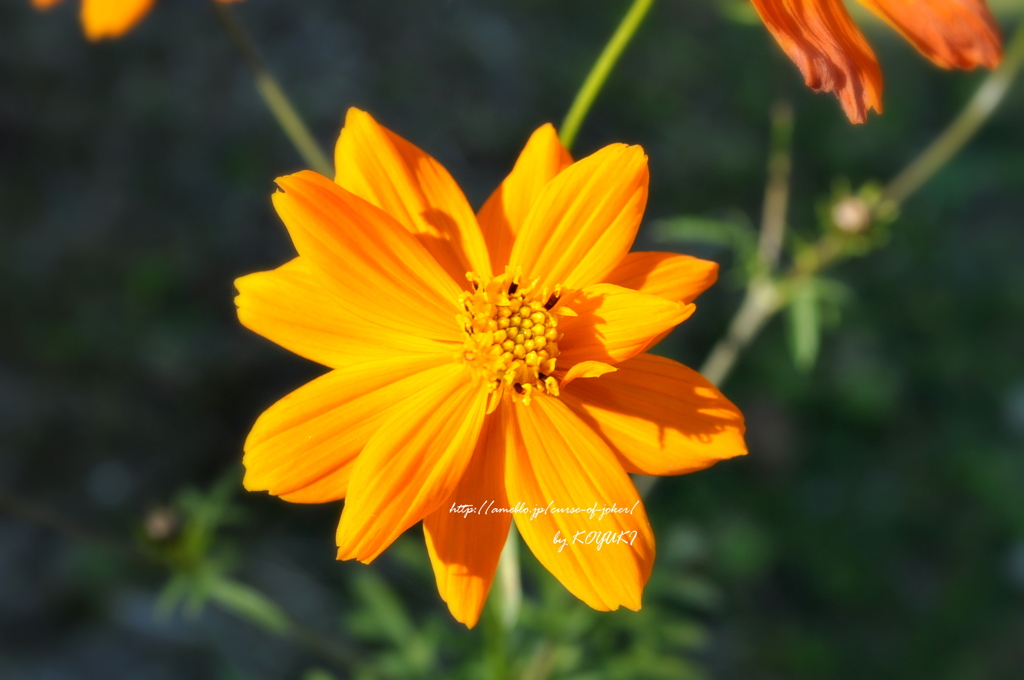 yellow。