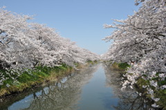 五条川の桜並木