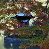 紅葉。