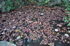 水面紅葉。