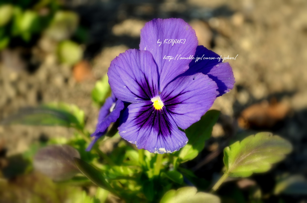花力。②