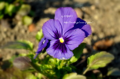 花力。②