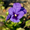 花力。②