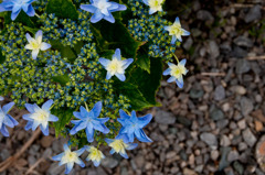 紫陽花