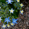 紫陽花