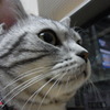 ねこのかお３