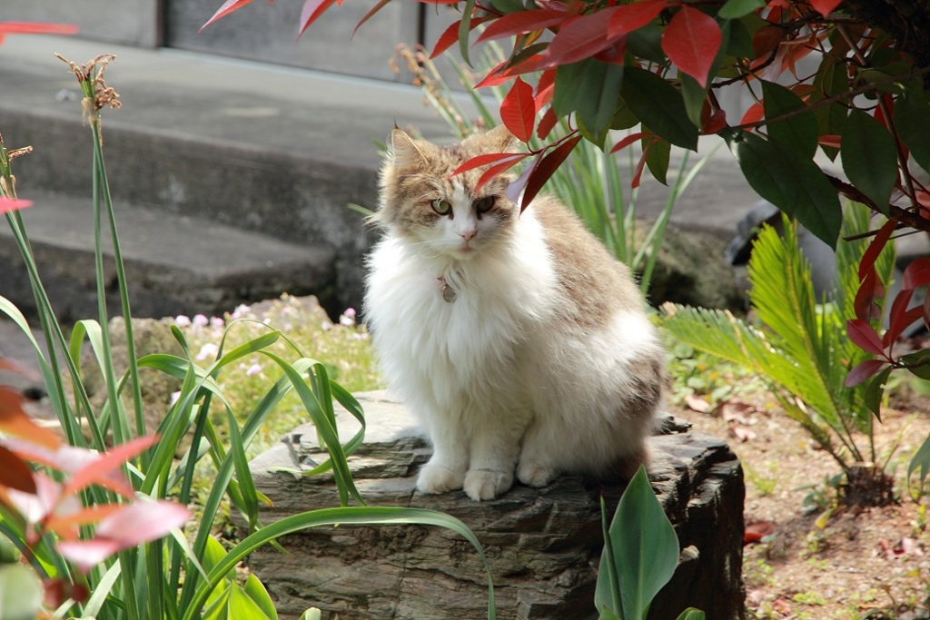 可愛い猫ちゃん。