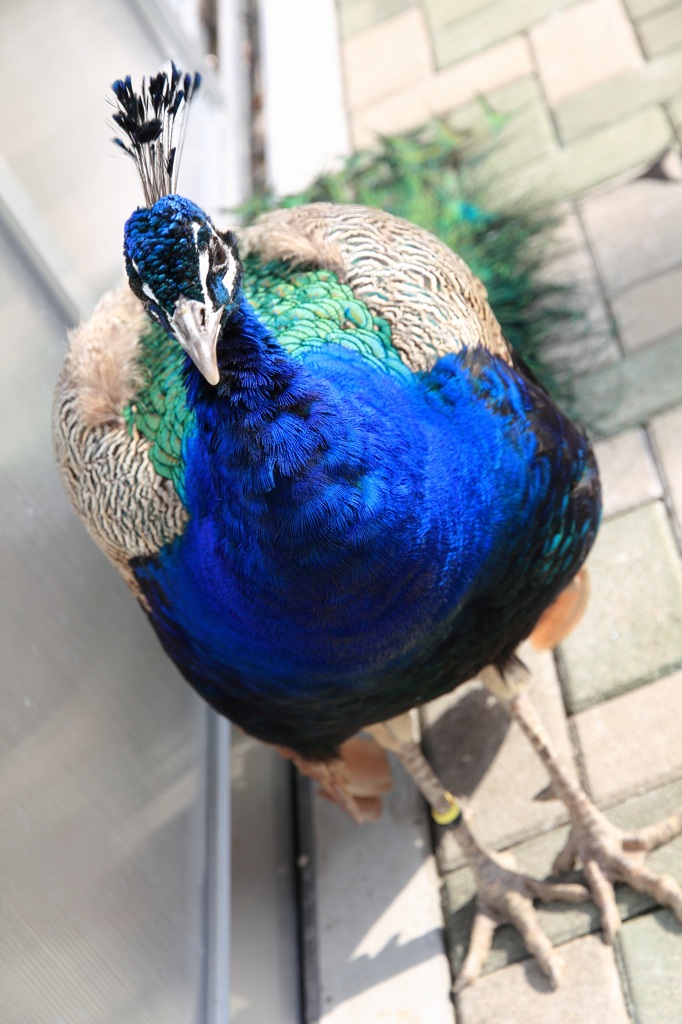 モヒカン