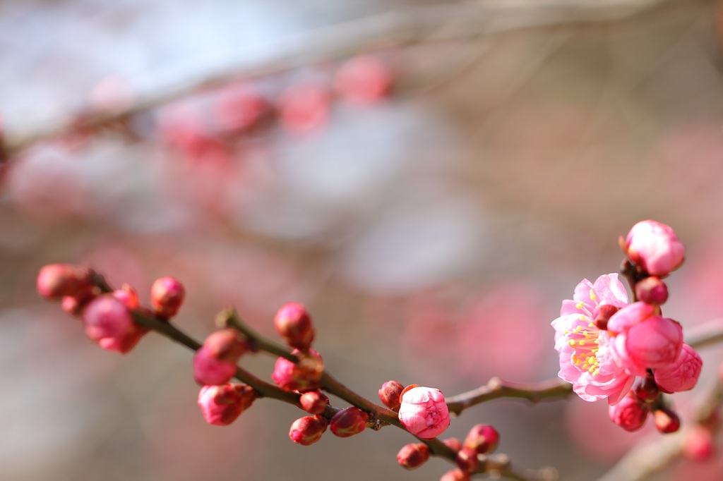 季節のお便り